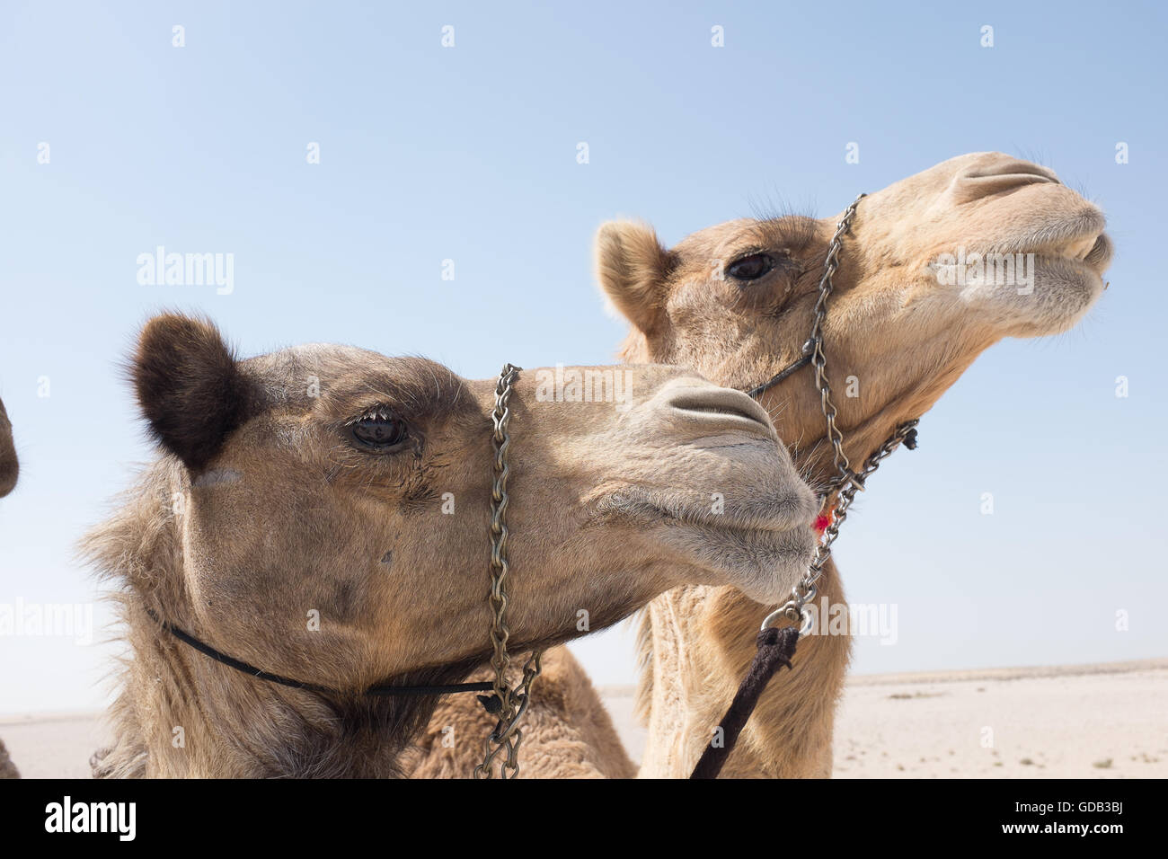 Kamelreiten in Katar. Stockfoto