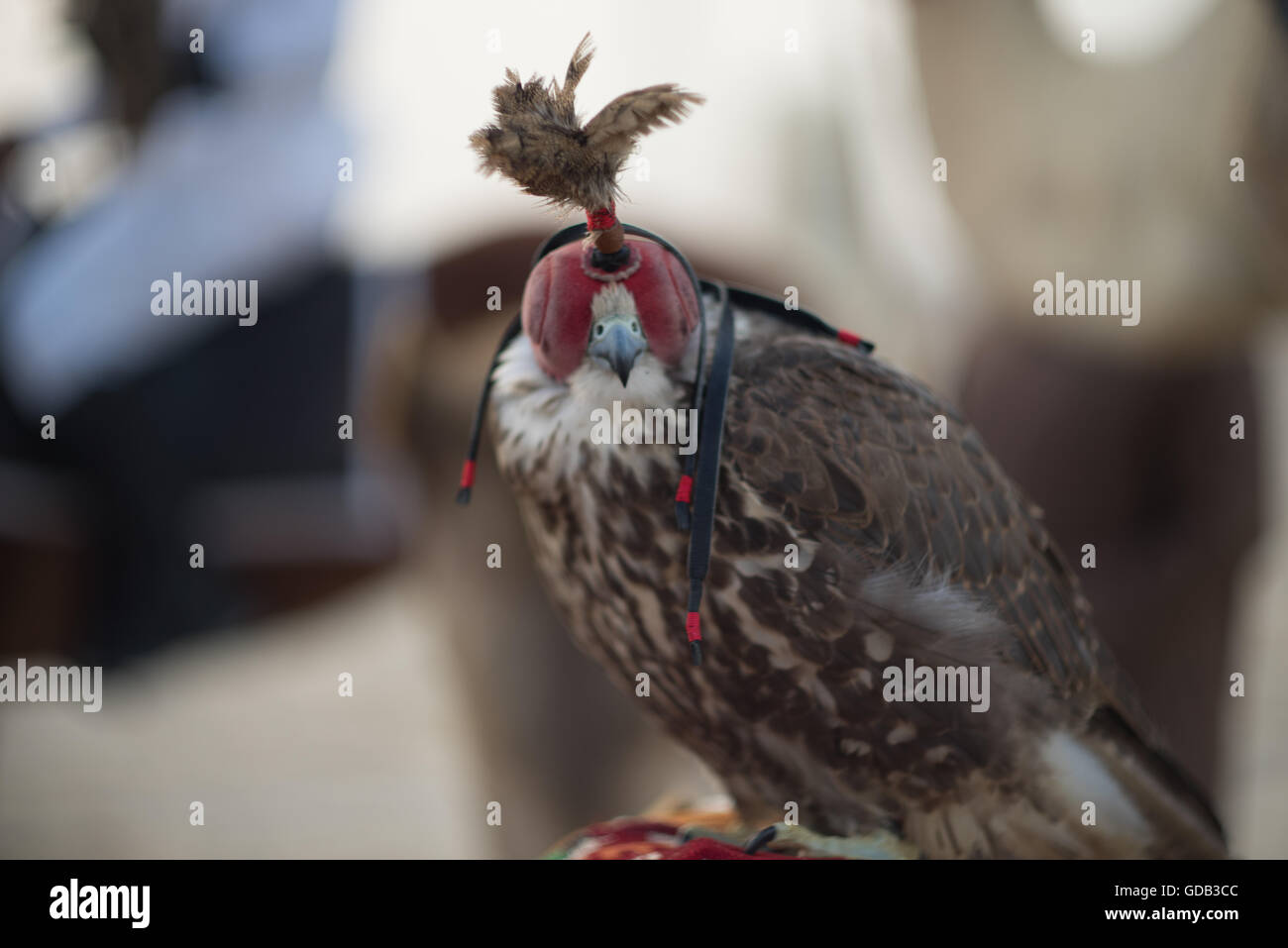 Mit Kapuze Falke, Al-Galayel-Jagd-Festival in Katar. Die jährliche Veranstaltung Gruben Jäger-Teams gegen einander mit traditionellen arabischen Jagdtechniken. Stockfoto