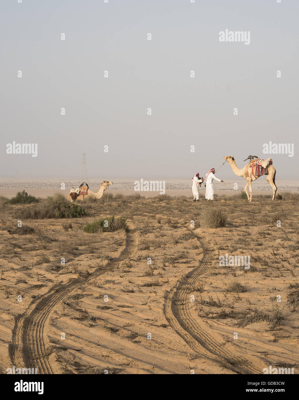 Zwei arabische Jäger versuchen, ihre Kamel während des Al-Galayel-Jagd-Festivals in Katar zu kontrollieren. Die jährliche Veranstaltung Gruben Jäger-Teams gegen einander mit traditionellen arabischen Jagdtechniken. Stockfoto