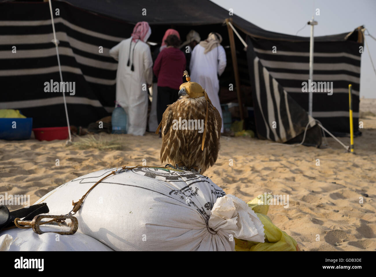 Ein Kapuzen Falke sitzt vor einem traditionellen Beduinen-Zelt während des Al-Galayel-Jagd-Festivals in Katar. Die jährliche Veranstaltung Gruben Jäger-Teams gegen einander mit traditionellen arabischen Jagdtechniken. Stockfoto