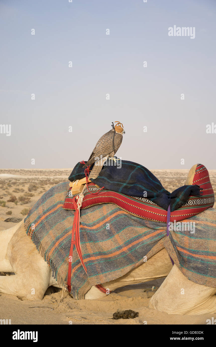 Ein Kapuzen Falke hockt auf einem Kamel während des Al-Galayel-Jagd-Festivals in Katar. Die jährliche Veranstaltung Gruben Jäger-Teams gegen einander mit traditionellen arabischen Jagdtechniken. Stockfoto