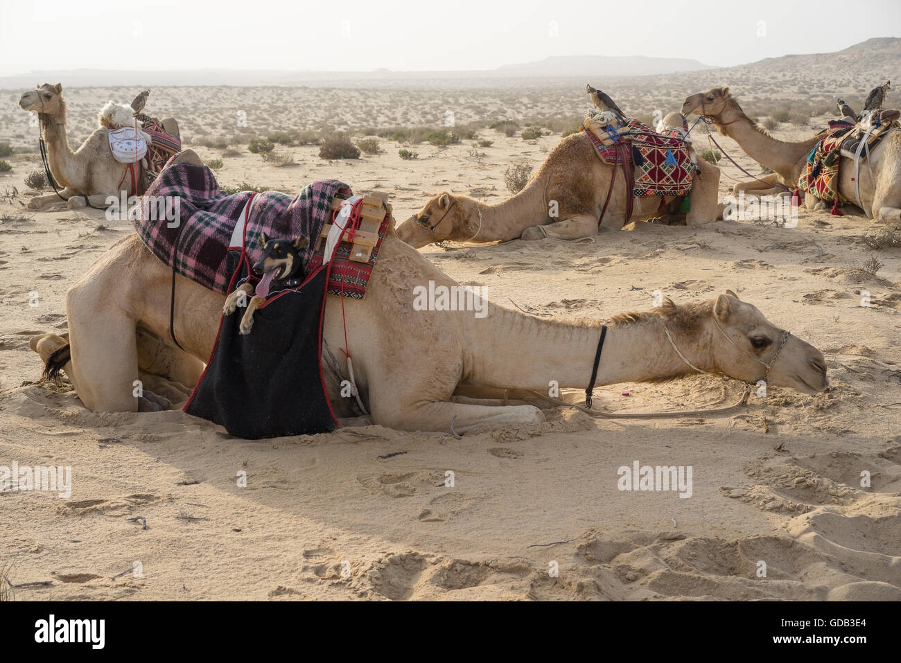 Kamele, Falken und Salukis - arabischen Jagdhunde - machen Sie eine Pause während des Al-Galayel-Jagd-Festivals in Katar. Die jährliche Veranstaltung Gruben Jäger-Teams gegen einander mit traditionellen Ara. Stockfoto