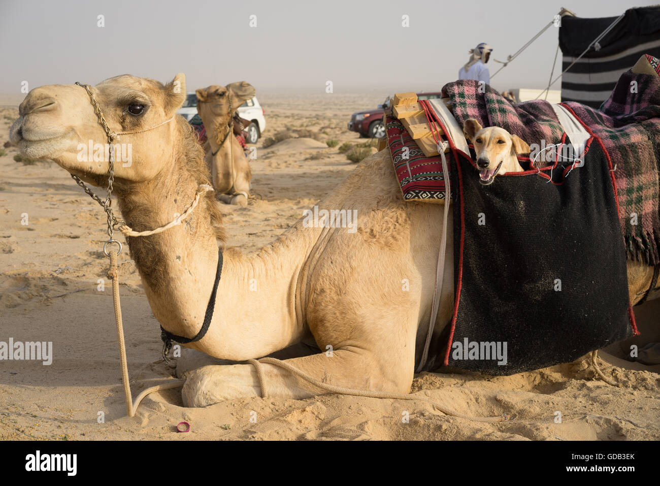 Ein Saluki oder arabischen Jagdhund, ist "gespeichert" in einer speziellen Tasche Kamel und geschlungen über ein Kamel während des Al-Galayel-Jagd-Festivals in Katar. Die jährliche Veranstaltung Gruben Jäger-Teams gegen einander mit traditionellen arabischen Techniken. Stockfoto