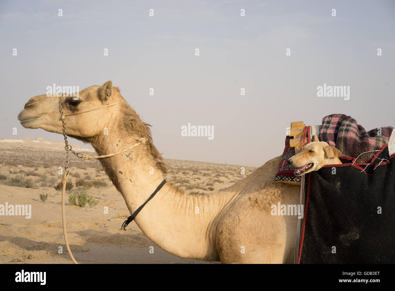 Ein Saluki oder arabischen Jagdhund, ist "gespeichert" in einer speziellen Tasche Kamel und geschlungen über ein Kamel während des Al-Galayel-Jagd-Festivals in Katar. Die jährliche Veranstaltung Gruben Jäger-Teams gegen einander mit traditionellen arabischen Techniken. Stockfoto