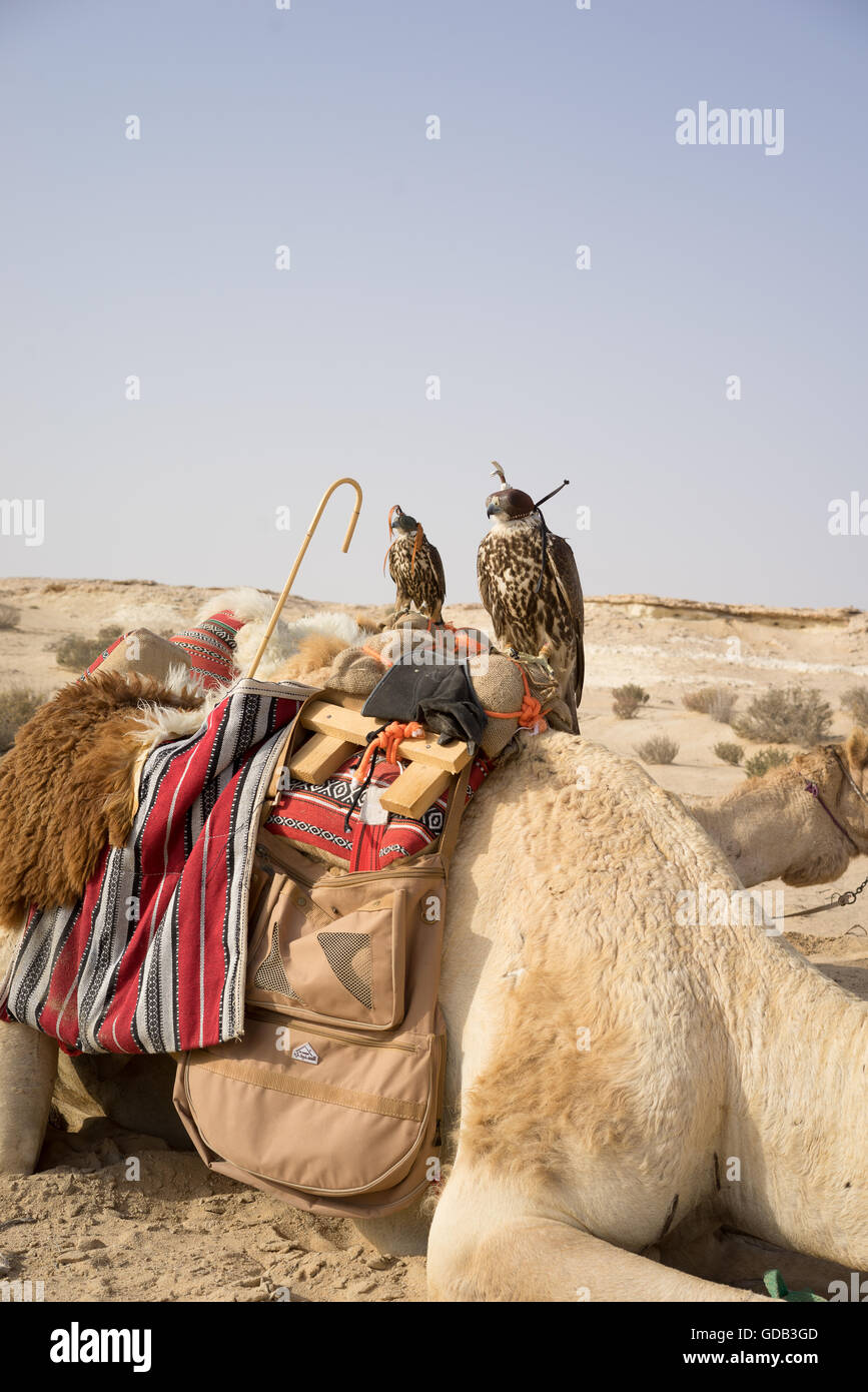Mit Kapuze Falken thront auf einem Kamel Sattel, Al-Galayel-Jagd-Festival in Katar. Die jährliche Veranstaltung Gruben Jäger-Teams gegen einander mit traditionellen arabischen Jagdtechniken. Stockfoto