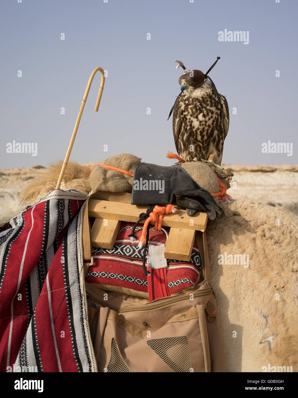 Mit Kapuze Falke thront auf einem Kamel Sattel, Al-Galayel-Jagd-Festival in Katar. Die jährliche Veranstaltung Gruben Jäger-Teams gegen einander mit traditionellen arabischen Jagdtechniken. Stockfoto