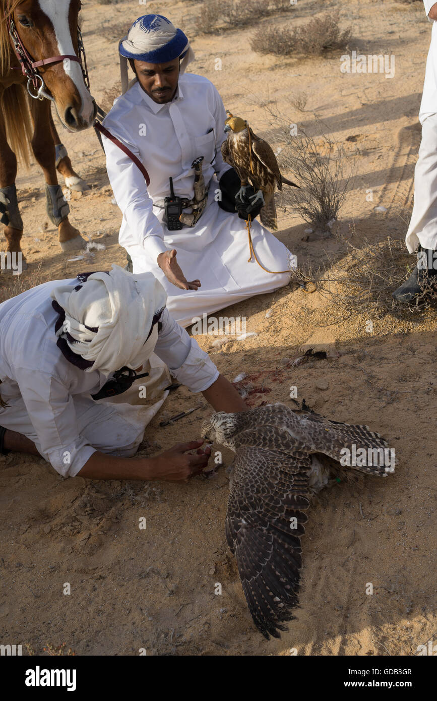 Arabische Jäger mit einem Falken, der gerade eine Houbara Trappe während des Al-Galayel-Jagd-Festivals in Katar genommen hat. Die jährliche Veranstaltung Gruben Jäger-Teams gegen einander mit traditionellen arabischen Jagdtechniken. Stockfoto