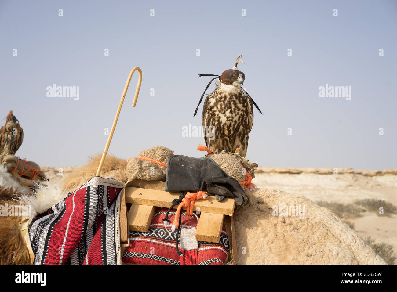 Mit Kapuze Falke thront auf einem Kamel Sattel, Al-Galayel-Jagd-Festival in Katar. Die jährliche Veranstaltung Gruben Jäger-Teams gegen einander mit traditionellen arabischen Jagdtechniken. Stockfoto