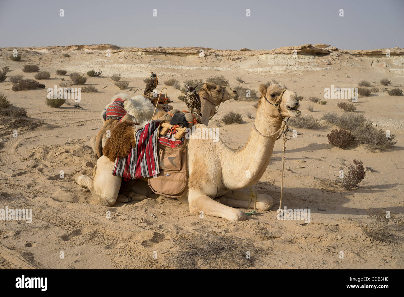 Mit Kapuze Falken thront auf einem Kamel Sattel, Al-Galayel-Jagd-Festival in Katar. Die jährliche Veranstaltung Gruben Jäger-Teams gegen einander mit traditionellen arabischen Jagdtechniken. Stockfoto
