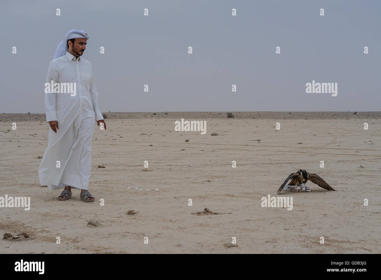 Ausbildung Falken nördlich von Doha, Katar. Neben traditionellen Techniken wie Köder, modernen arabischen Falknern machen Technologie einschließlich 4 x 4 Fahrzeuge, Drohnen und Radiotelemetrie. Stockfoto
