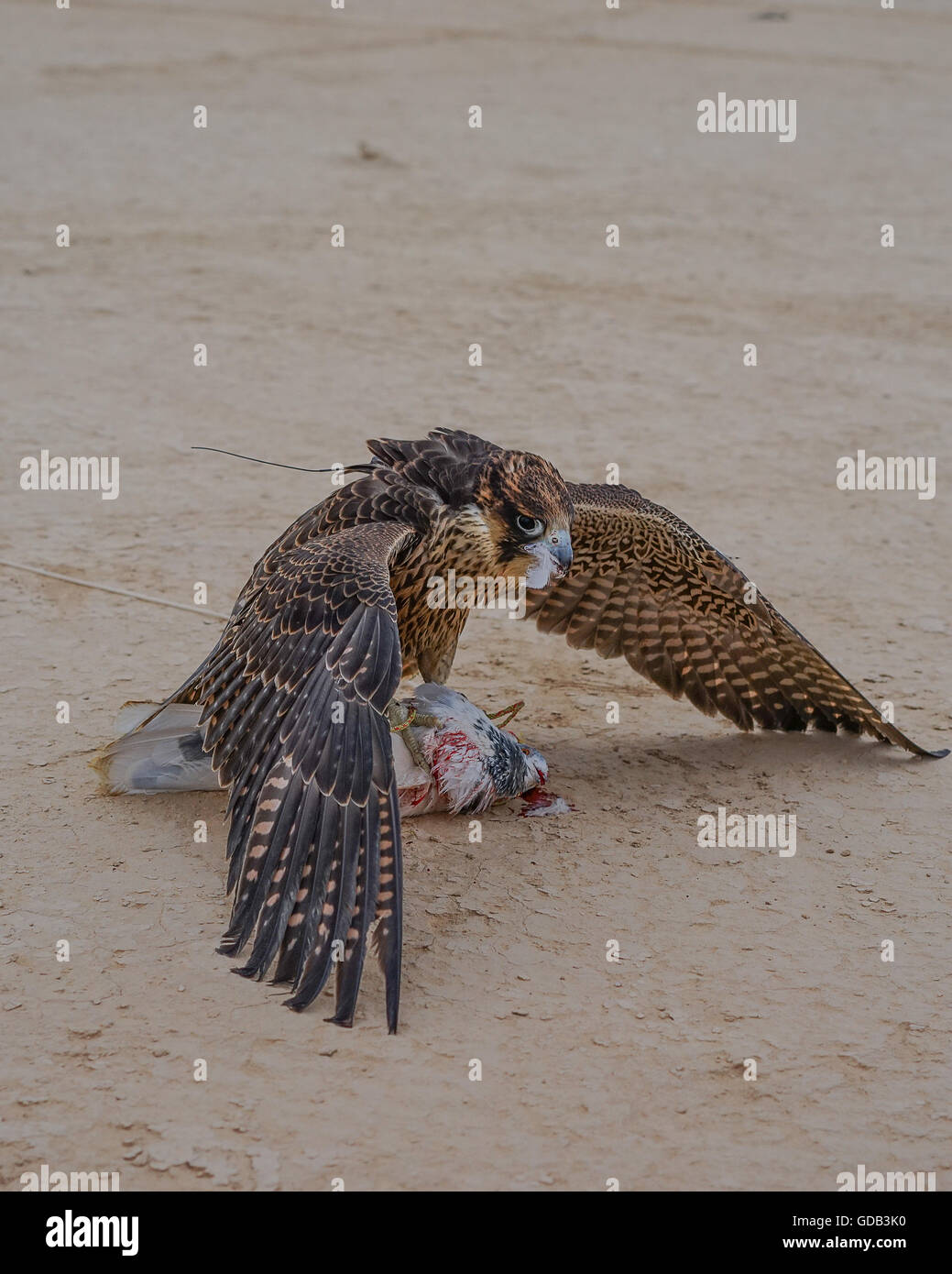 Ausbildung Falken nördlich von Doha, Katar. Neben traditionellen Techniken wie Köder, modernen arabischen Falknern machen Technologie einschließlich 4 x 4 Fahrzeuge, Drohnen und Radiotelemetrie. Stockfoto