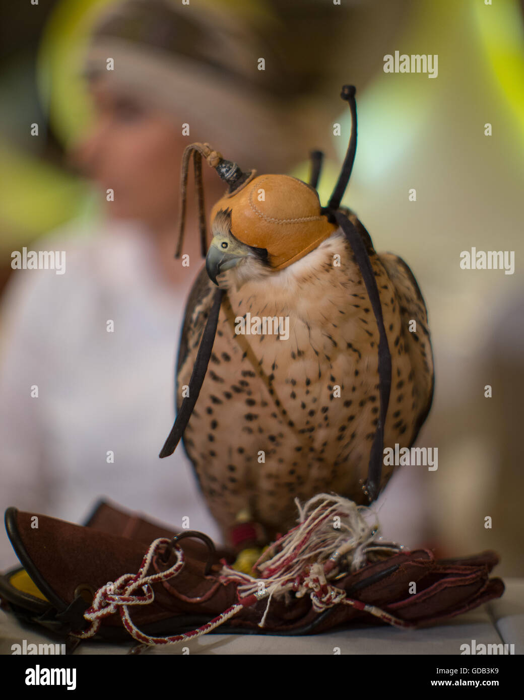 Deutsche Falkner Laura Wrede. Ausbildung Falken nördlich von Doha, Katar. Neben traditionellen Techniken wie Köder, modernen arabischen Falknern machen Technologie einschließlich 4 x 4 Fahrzeuge, Drohnen und Radiotelemetrie. Stockfoto