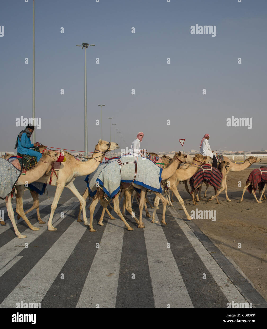 Vorbereitung für ein großes Rennen bei der Camel-Rennstrecke, Al Shahiniya, nördlich von Doha, Katar. Stockfoto