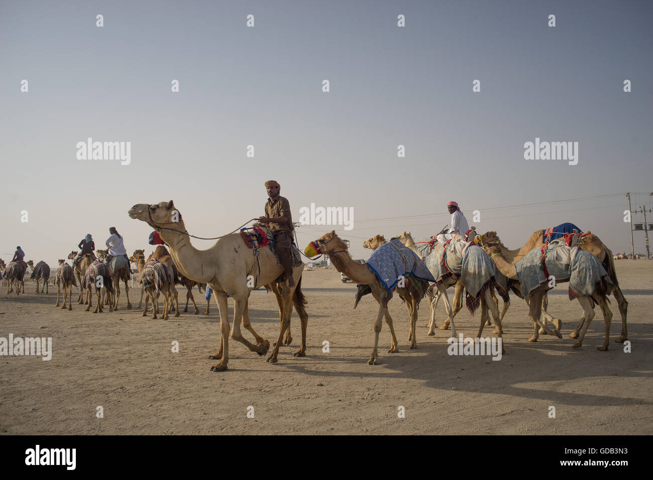 Vorbereitung für ein großes Rennen bei der Camel-Rennstrecke, Al Shahiniya, nördlich von Doha, Katar. Stockfoto