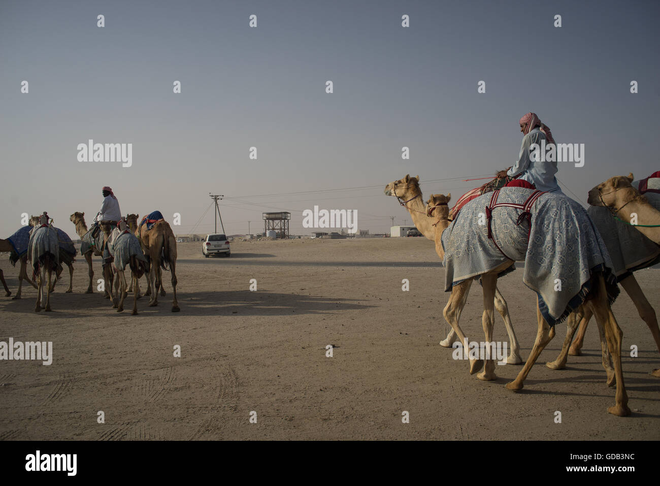 Vorbereitung für ein großes Rennen bei der Camel-Rennstrecke, Al Shahiniya, nördlich von Doha, Katar. Stockfoto