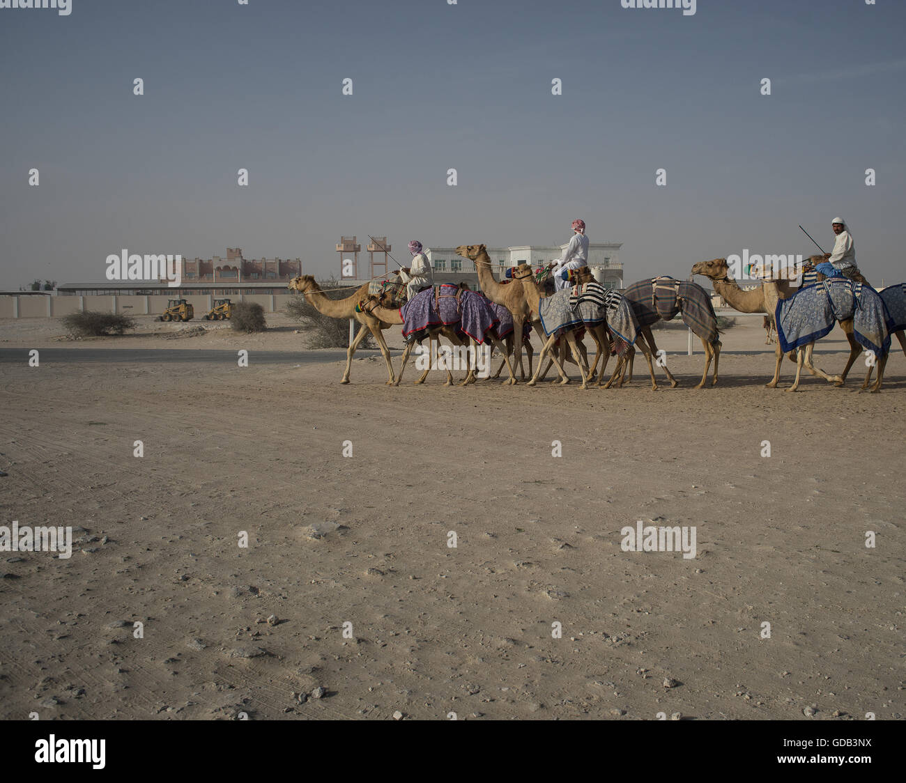 Vorbereitung für ein großes Rennen bei der Camel-Rennstrecke, Al Shahiniya, nördlich von Doha, Katar. Stockfoto