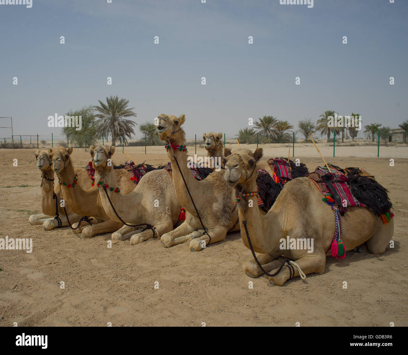 Kamel Trainer mit ihren Kamelen, Kamel-Farm in der Nähe der Kamelrennen verfolgen, Al Shahiniya, nördlich von Doha, Katar. Stockfoto