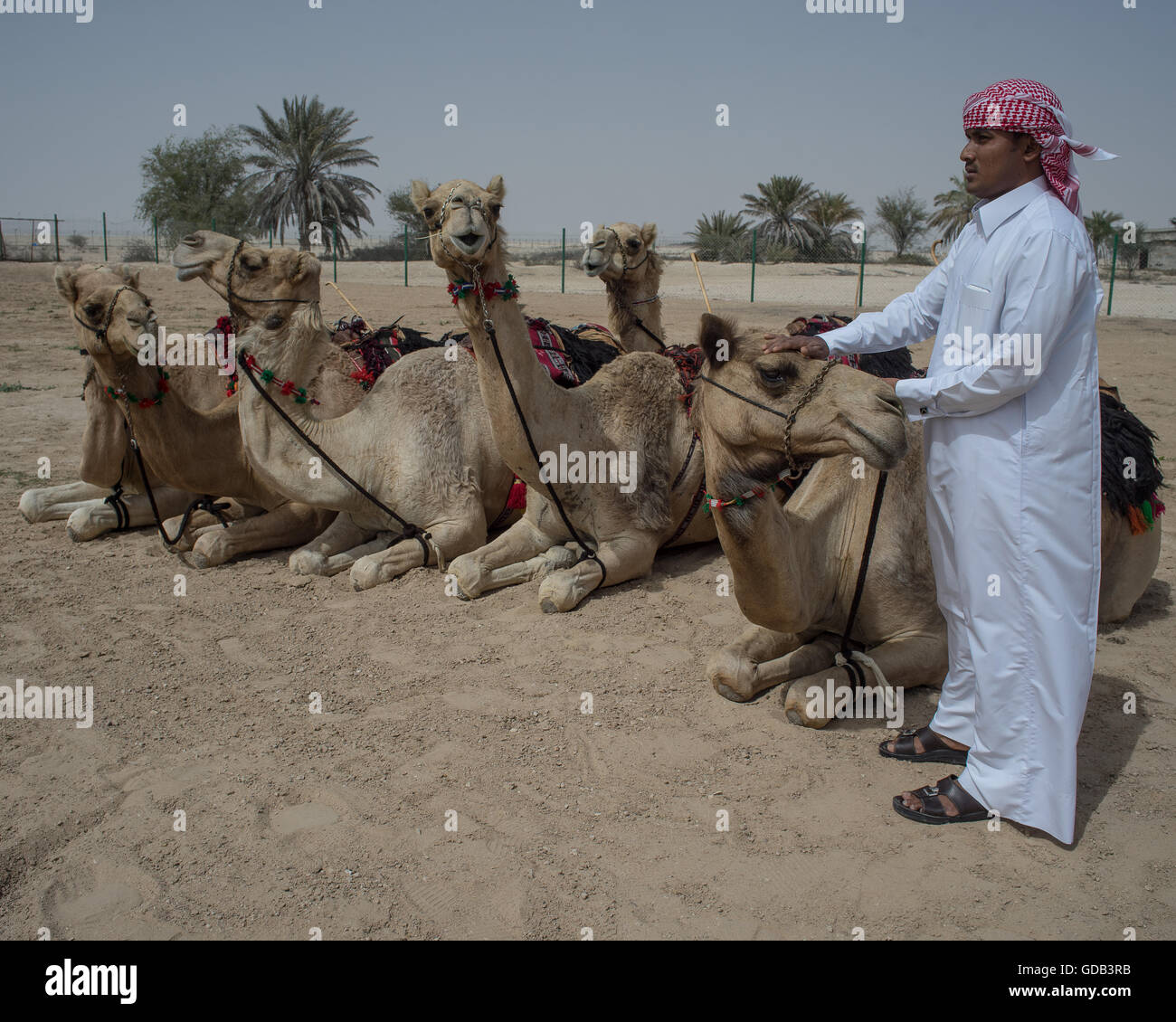 Kamel Trainer mit ihren Kamelen, Kamel-Farm in der Nähe der Kamelrennen verfolgen, Al Shahiniya, nördlich von Doha, Katar. Stockfoto