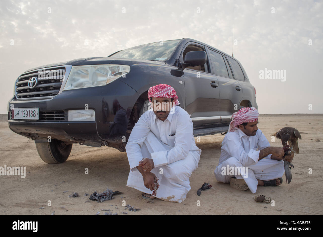 Ausbildung Falken nördlich von Doha, Katar. Neben traditionellen Techniken wie Köder, modernen arabischen Falknern machen Technologie einschließlich 4 x 4 Fahrzeuge, Drohnen und Radiotelemetrie. Stockfoto
