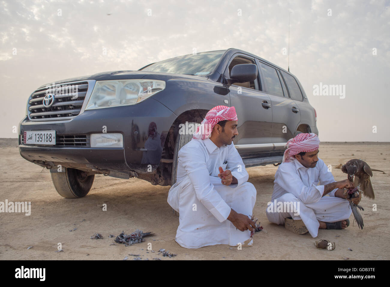 Ausbildung Falken nördlich von Doha, Katar. Neben traditionellen Techniken wie Köder, modernen arabischen Falknern machen Technologie einschließlich 4 x 4 Fahrzeuge, Drohnen und Radiotelemetrie. Stockfoto