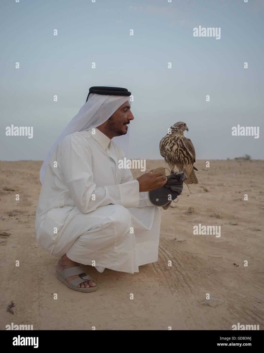 Meister Falconer, Salim Al Humaidi mit seinem Sakerfalken auf einem Trainingsgelände nördlich von Doha, Katar. Neben traditionellen Techniken wie Köder, modernen arabischen Falknern machen Technologie einschließlich 4 x 4 Fahrzeuge, Drohnen und Radiotelemetrie. Stockfoto