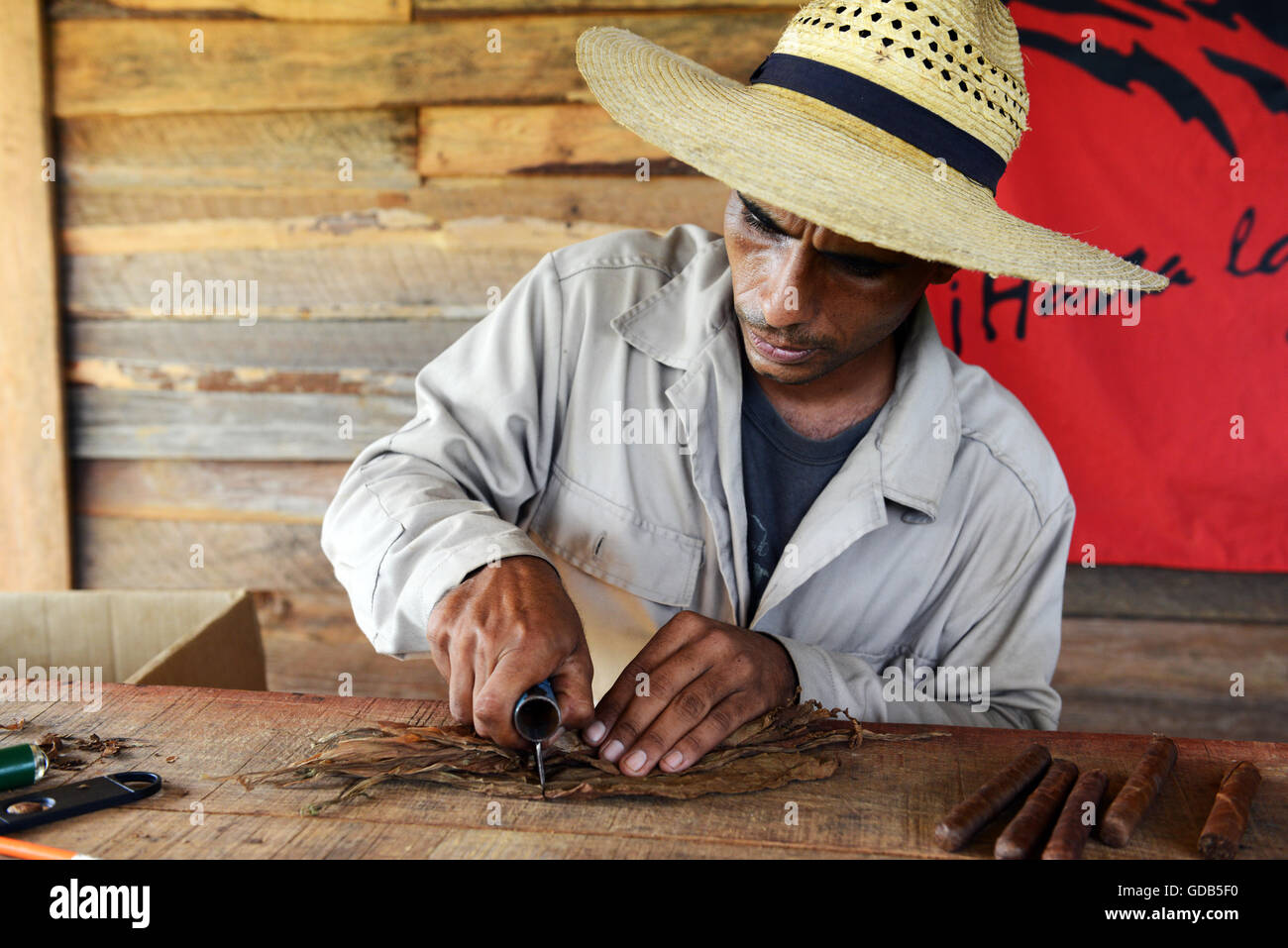 Hand gerollt kubanische Zigarren von lokalen Tabakbauern Viñales Kuba. Stockfoto