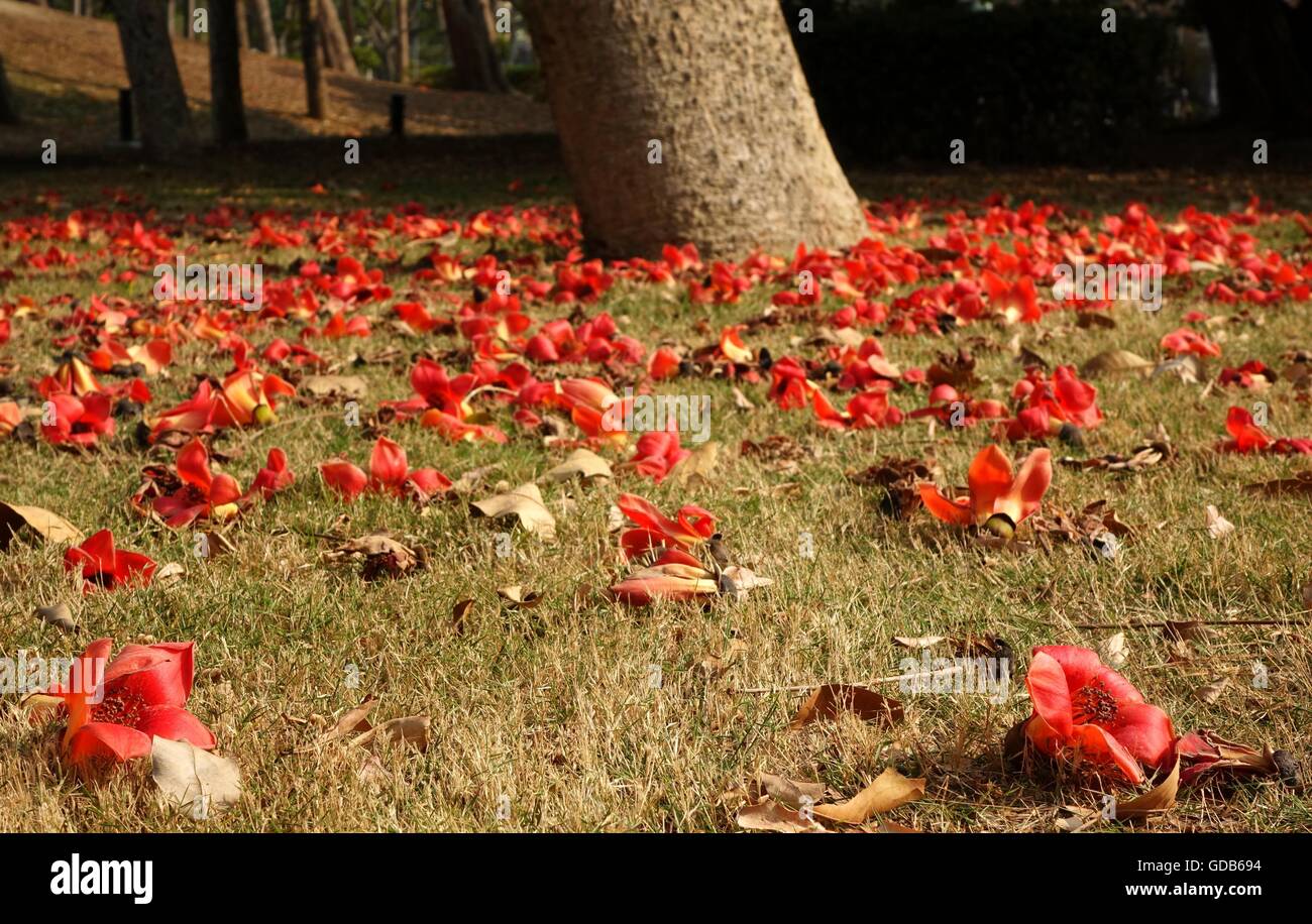 Welke Blüten des Red Silk Cotton Tree (Bombax Ceiba) liegen auf dem Boden Stockfoto