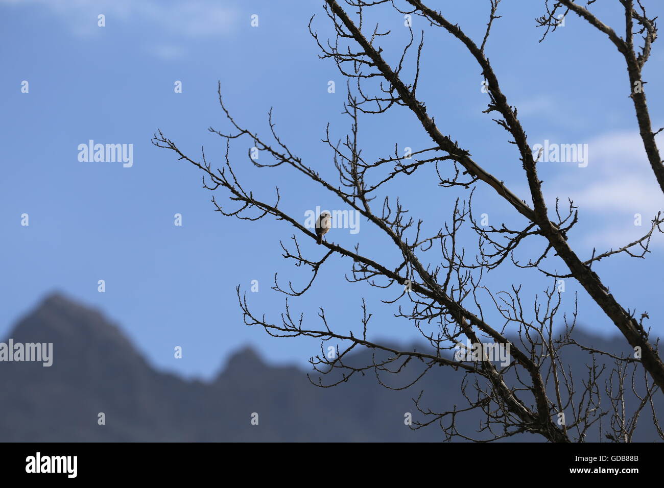 Vogel auf trockenen Ast Stockfoto