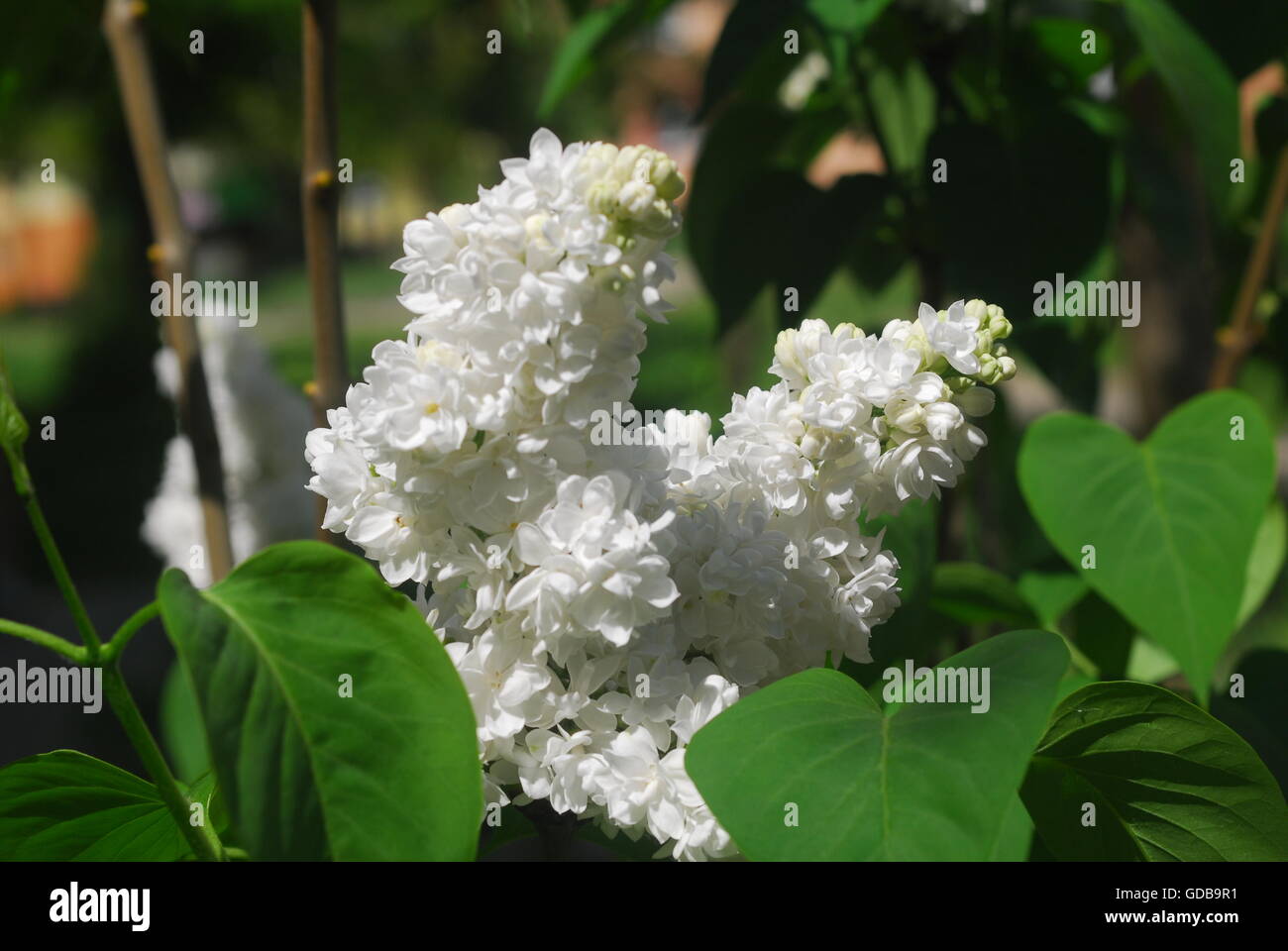 Weiße Flieder, Syringa vulgaris Stockfoto
