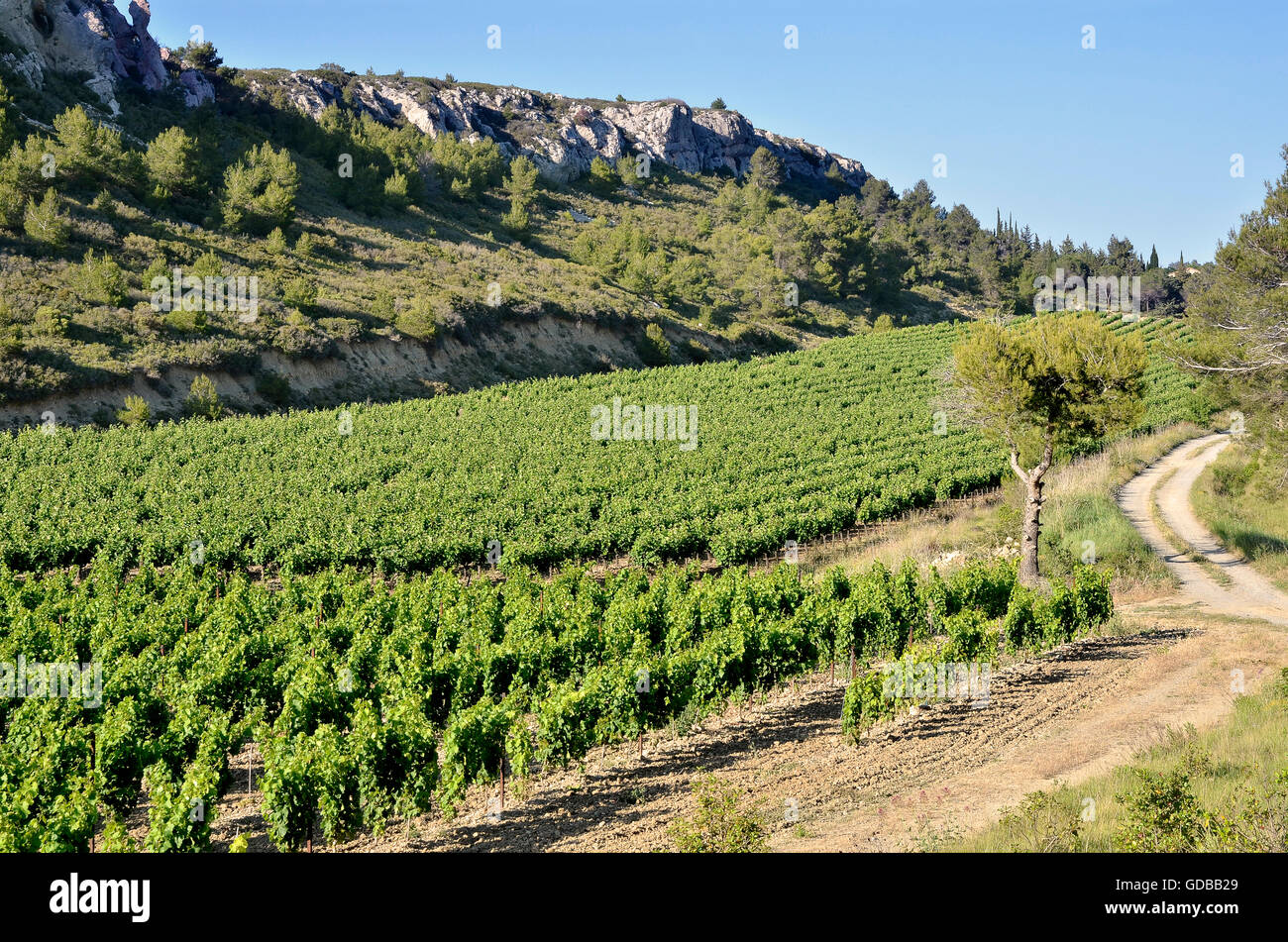 Wein in die Macchia in der Nähe von Narbonne in Südfrankreich in der Region Languedoc-Roussillon Stockfoto