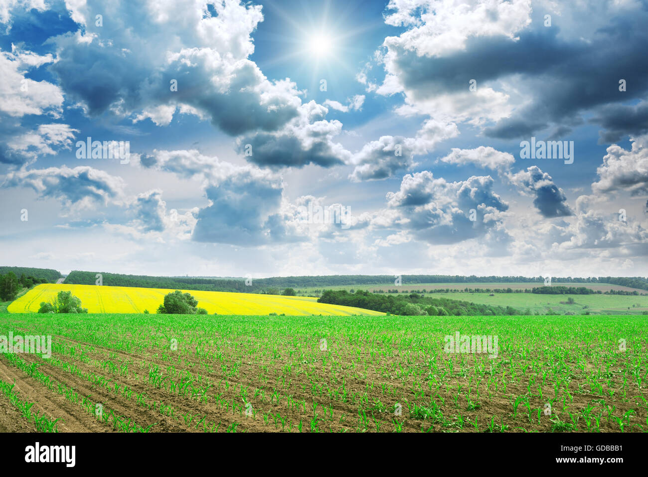 Wunderschönen Sonnenaufgang auf grünen Kornfeld Stockfoto