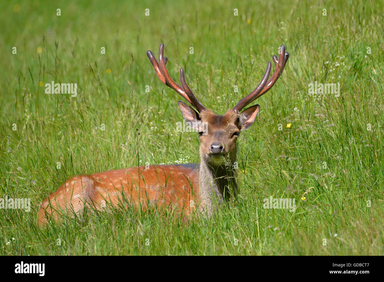 Buck Damhirsch (Dama Dama) im Grass liegen Stockfoto