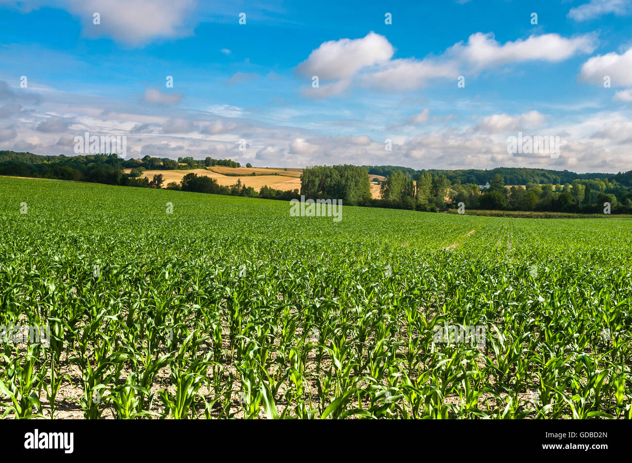 Bereich der Mais wächst - Frankreich. Stockfoto