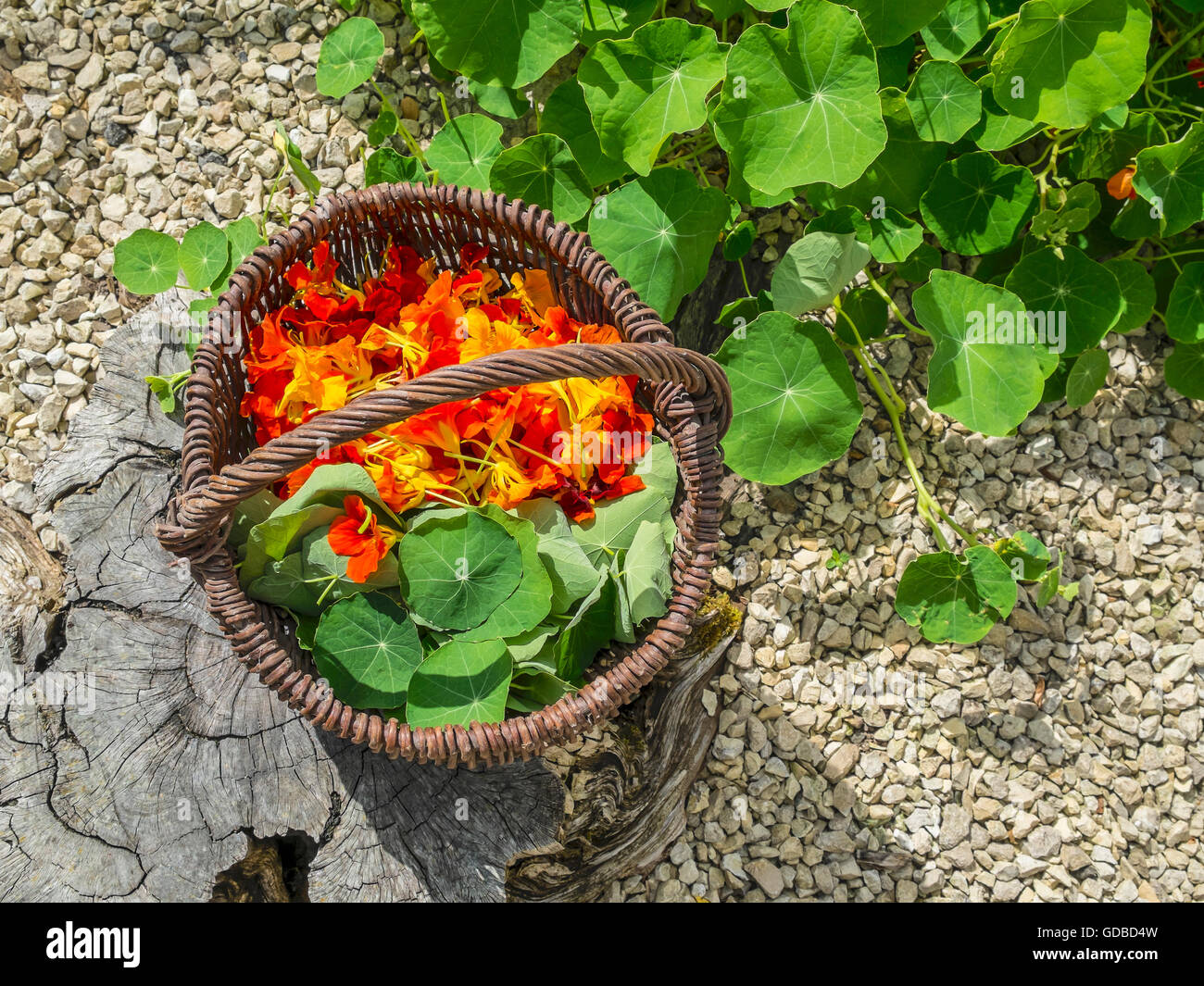 Garten Kapuzinerkresse / "Tropaeolum Magus" Pflanzen - Frankreich. Stockfoto
