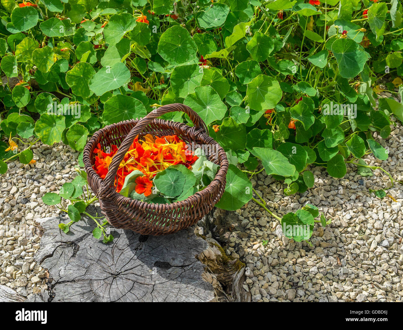 Garten Kapuzinerkresse / "Tropaeolum Magus" Pflanzen - Frankreich. Stockfoto