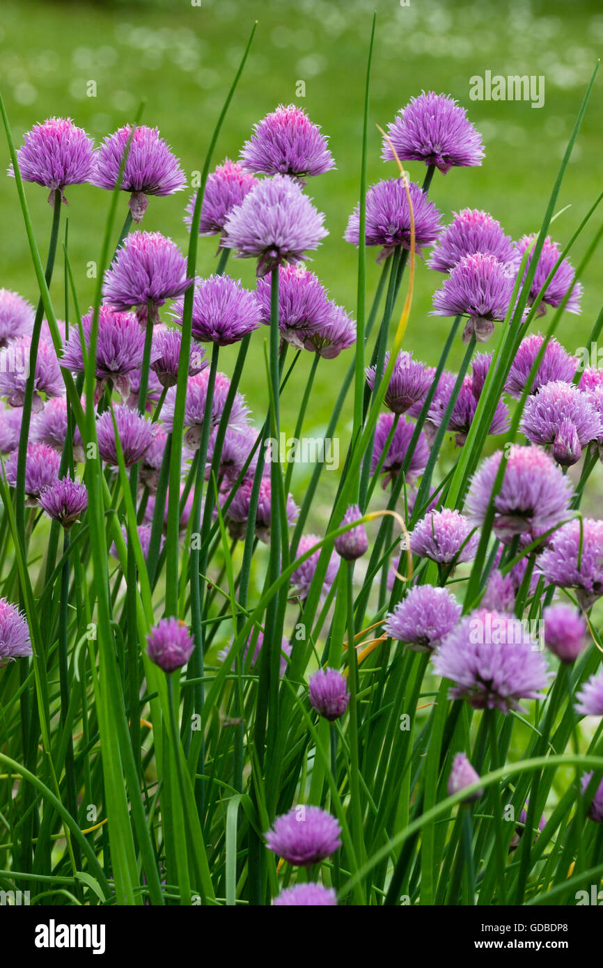 Violetten Blüten in den Köpfen der Küchenkraut, Schnittlauch, Allium schoenoprasum Stockfoto