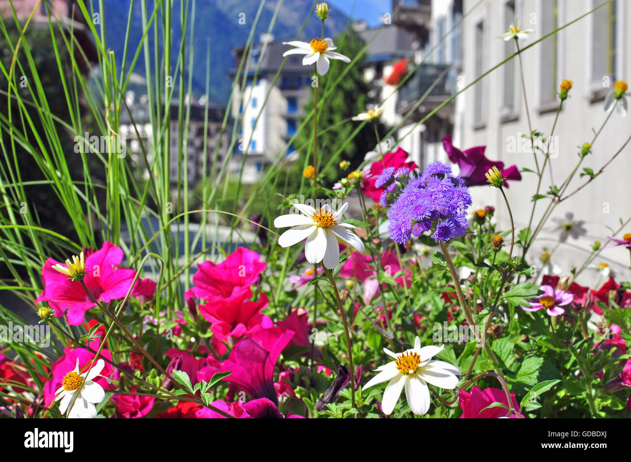 Sommerblumen in Chamonix, Frankreich Stockfoto