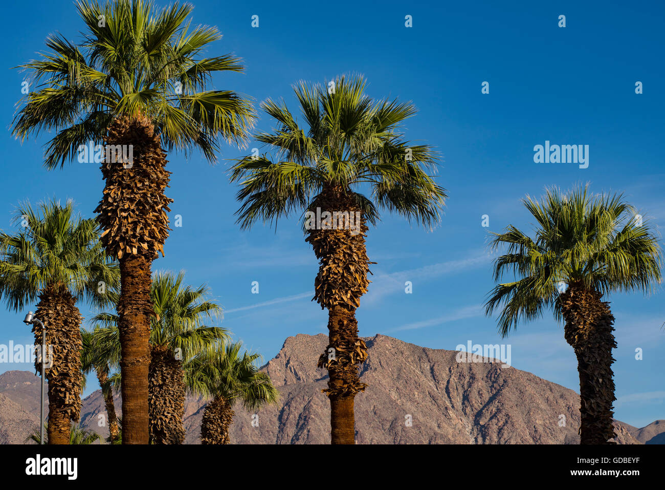 Palmen gegen Wüste Berge und blauer Himmel Stockfoto