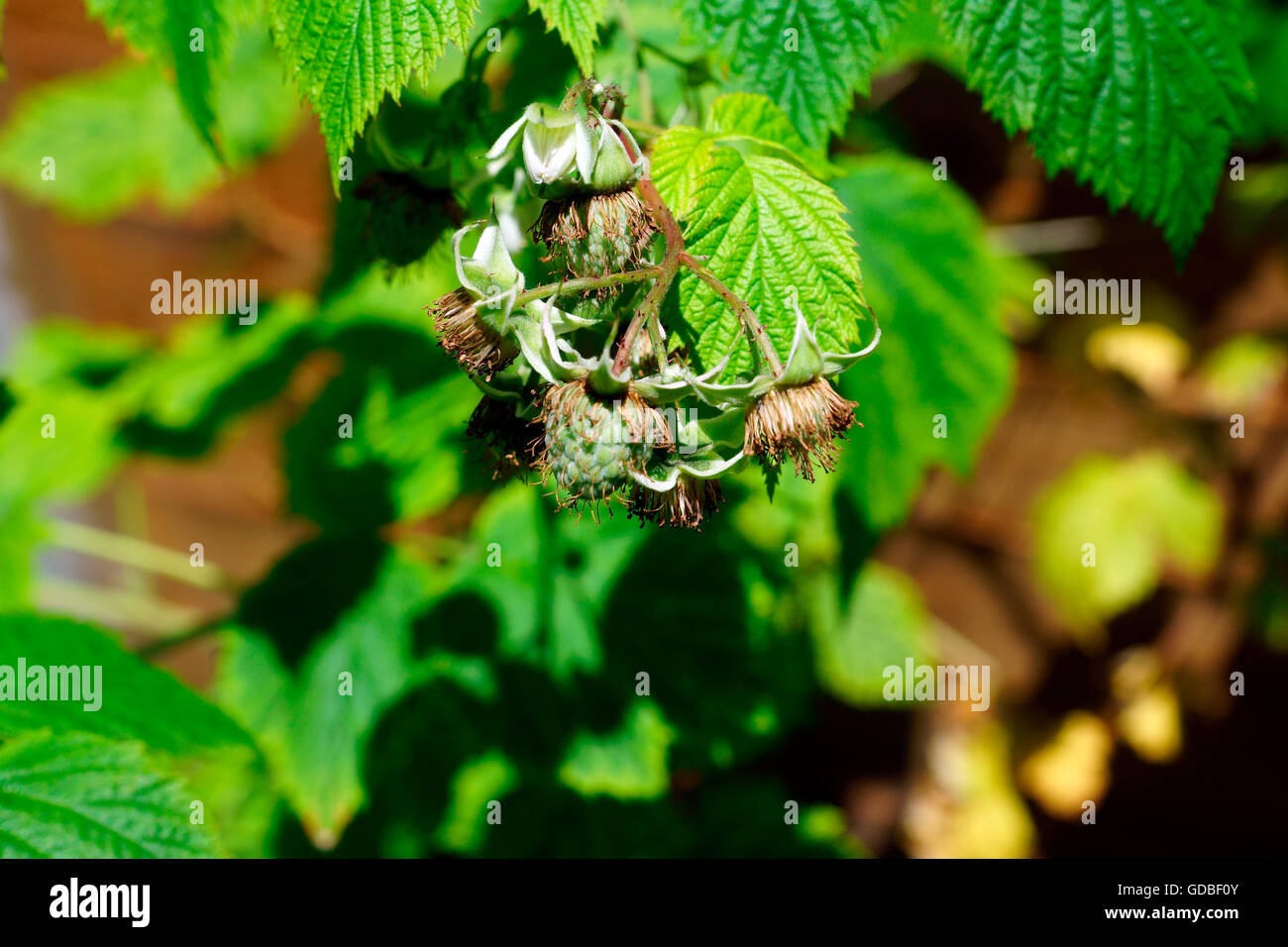 HIMBEERE IN FRUCHT UND BLUME Stockfoto