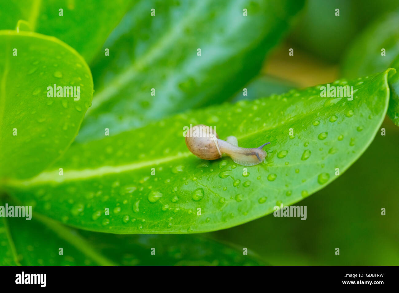 Schnecke, die sich über ein nasses Blatt bewegt. Stockfoto