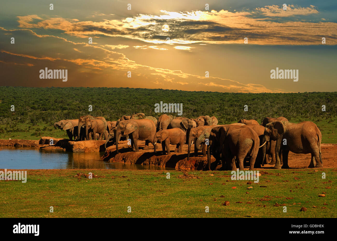 Trupp, Herde Elefanten, Loxodonta Africana, trinken am Wasserloch am späten Nachmittag im Addo Elephant National Park Stockfoto