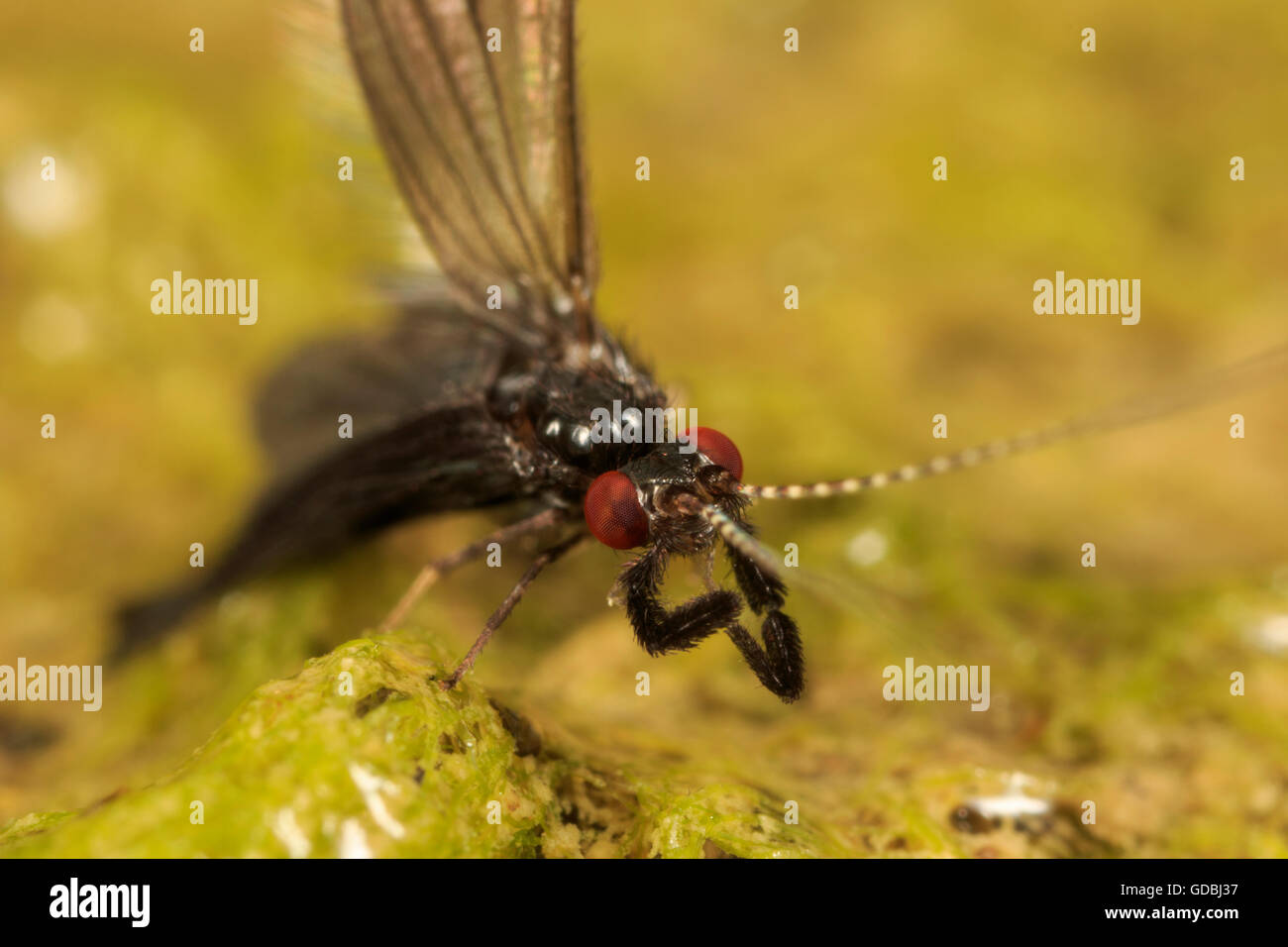 Köcherfliegenart auf nassen, Algen bedeckt Felsen. Stockfoto