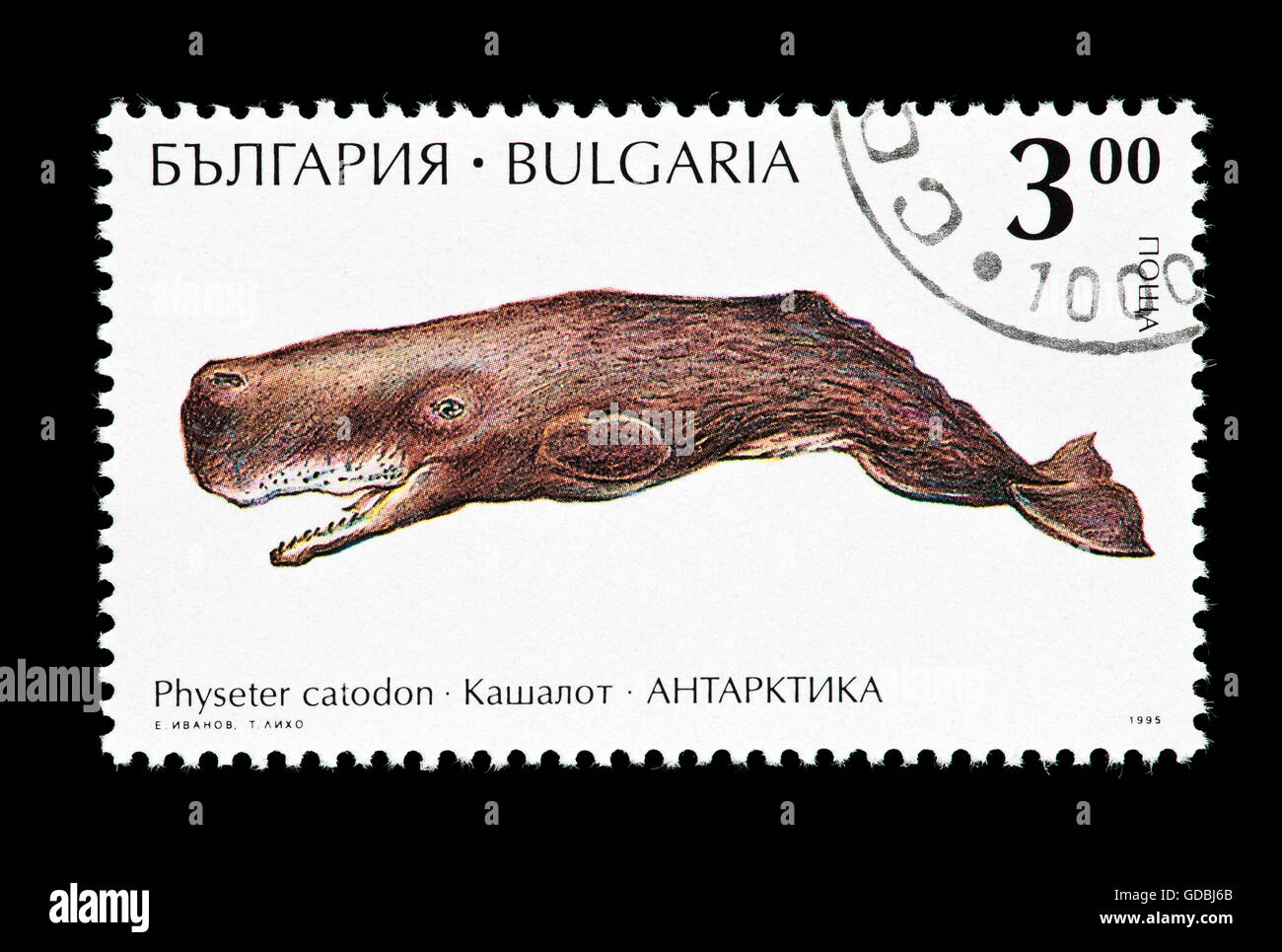 Briefmarke aus Bulgarien Darstellung ein Pottwal (Physeter Macrocephalus) oder Pottwal. Stockfoto