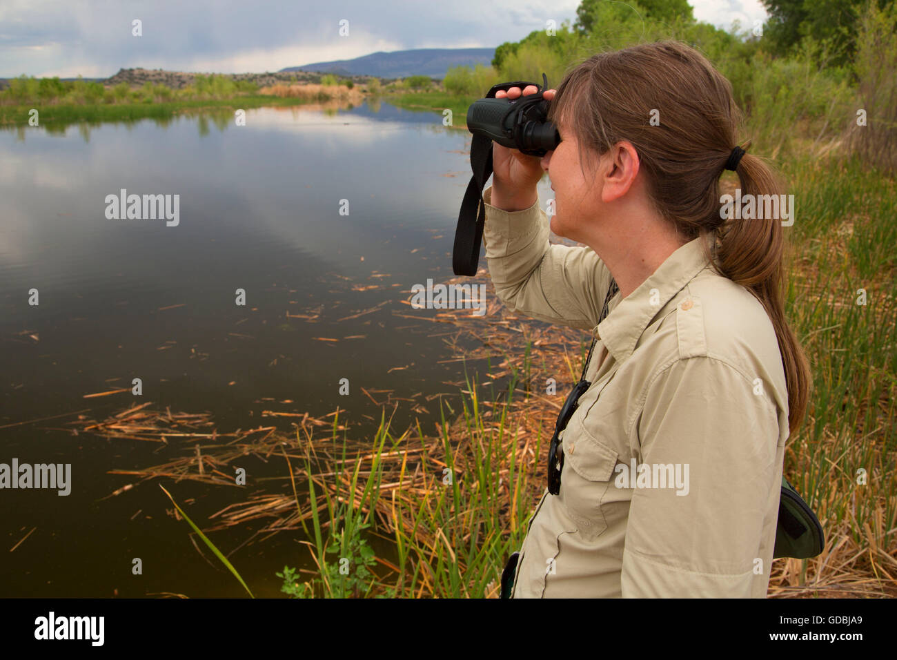 Vogelbeobachtung, Sedona Feuchtgebiete bewahren, Sedona, Arizona Stockfoto