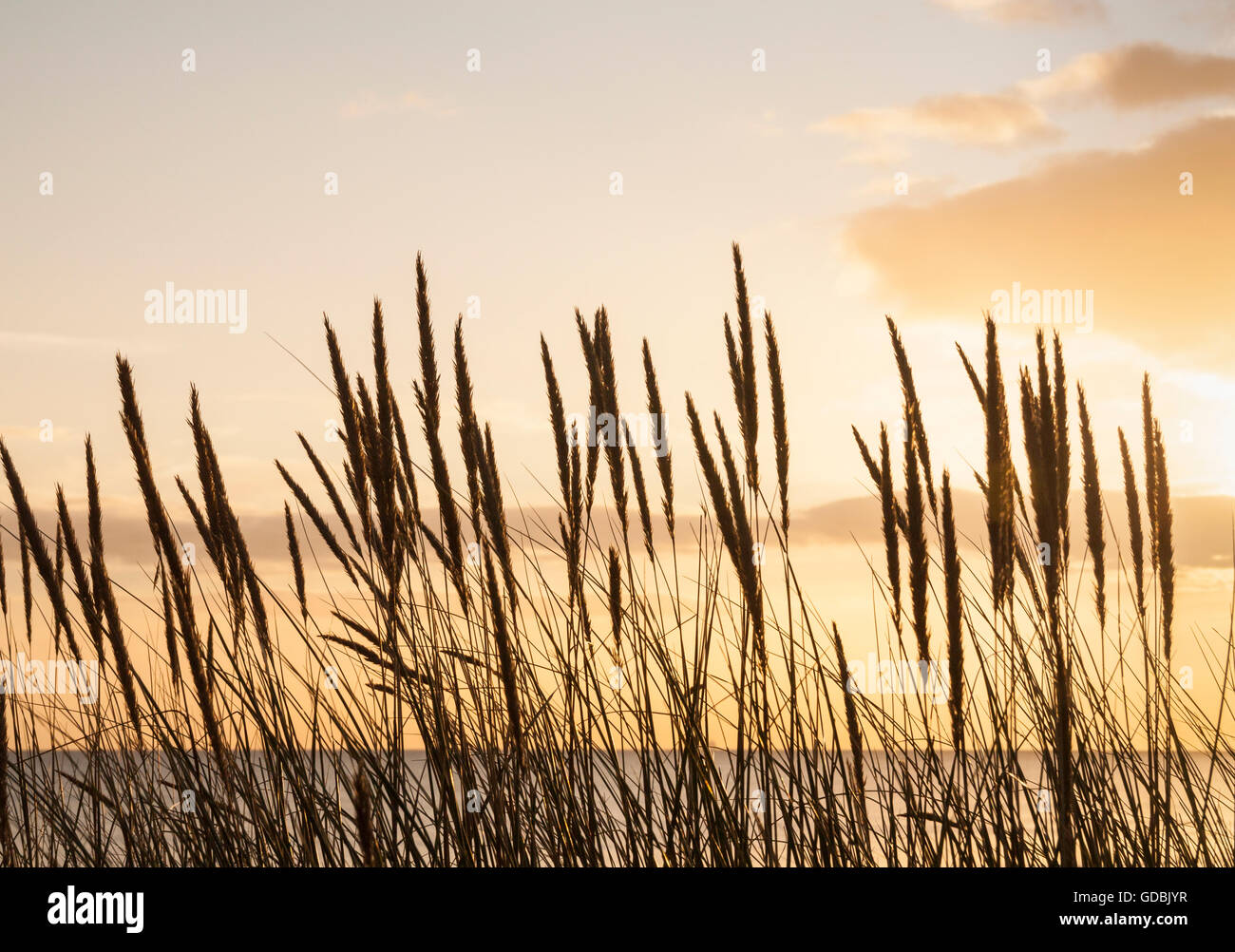 Dünengebieten Grass (Ammophila Arenaria) auf Sanddünen am Strand von North Gare, Teesmouth Naturreservat in der Nähe von Hartlepool. UK Stockfoto