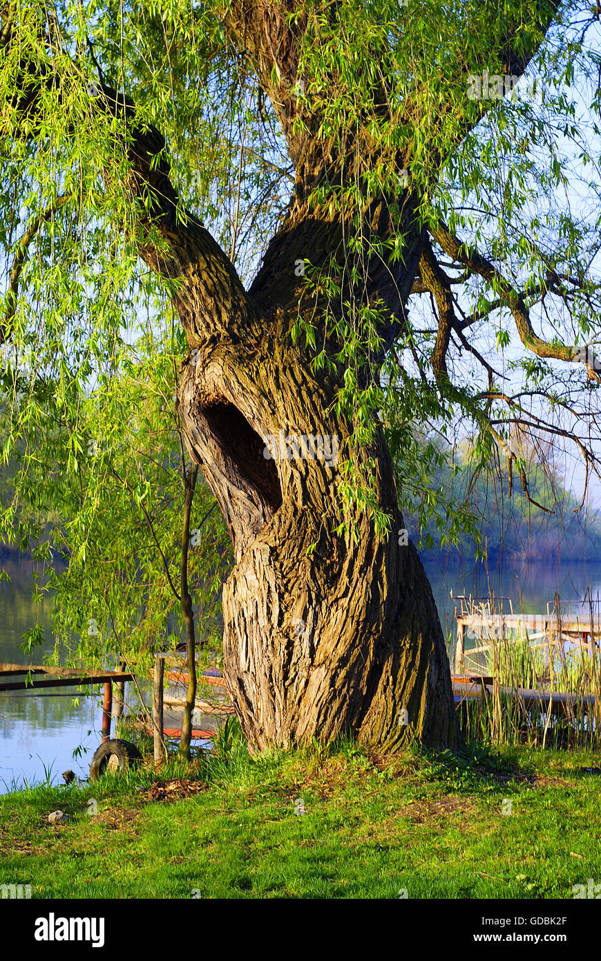 Einer alten hohlen Weide entlang der Donau. Stockfoto