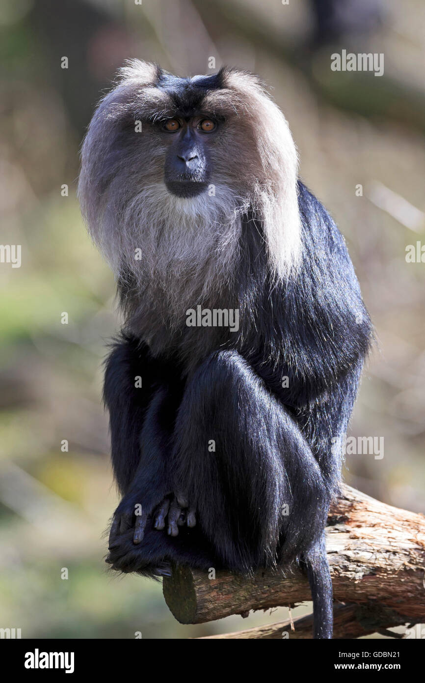 Löwe-tailed Macaque, (Macaca Silenus), gefangen Stockfoto