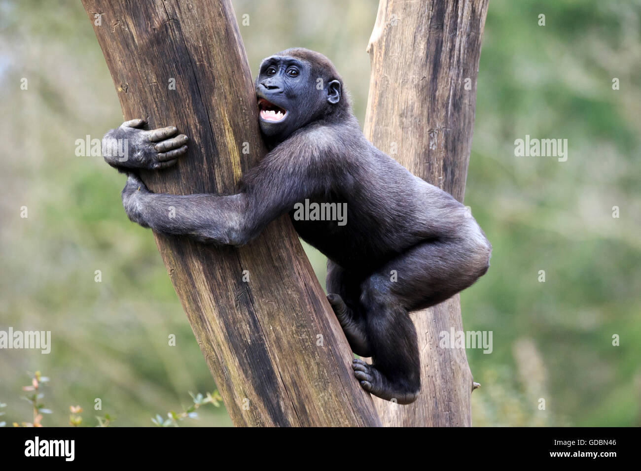 Funny Gorilla Stockfotos Und Bilder Kaufen Alamy