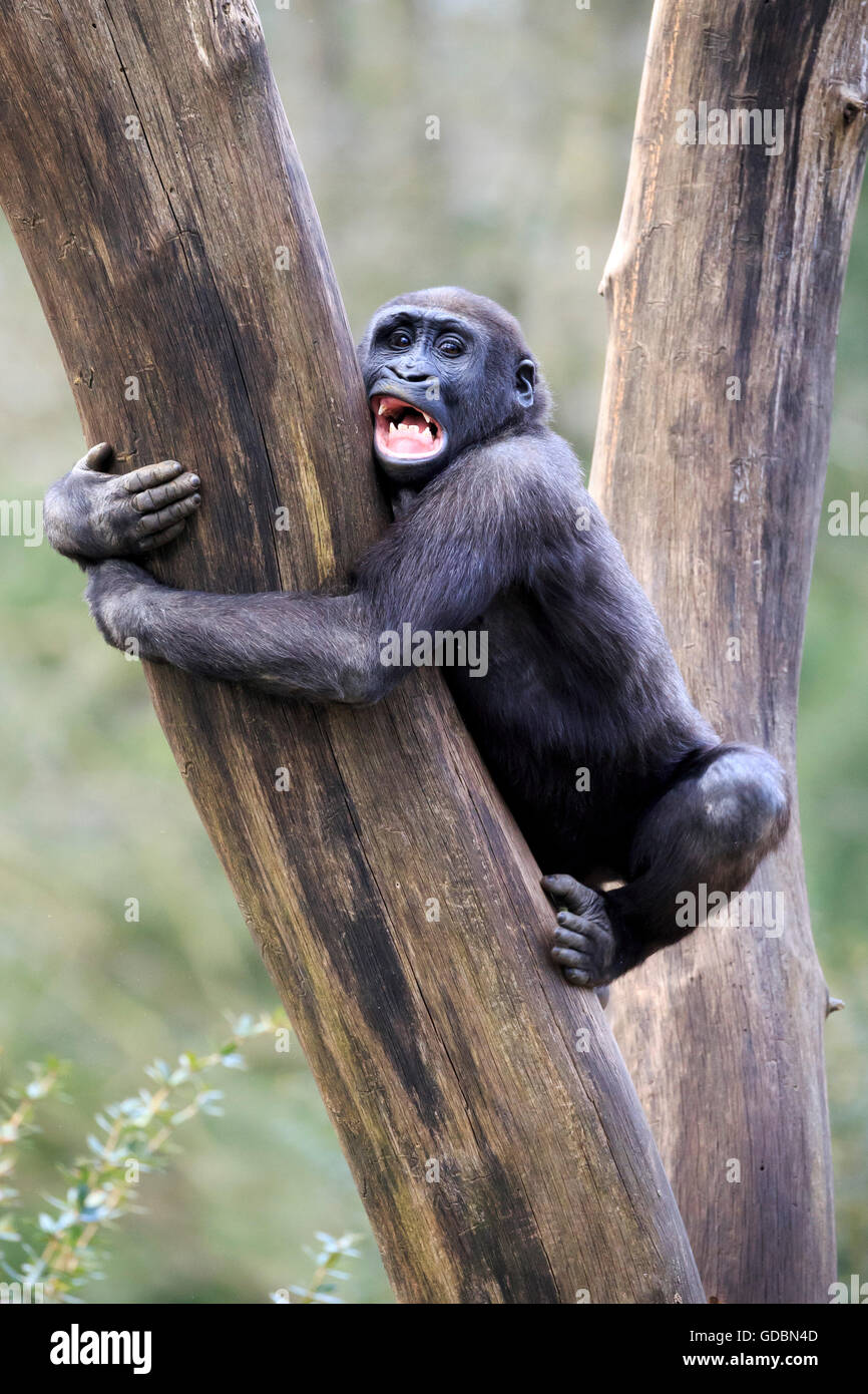 Flachlandgorilla (Gorilla Gorilla), in Gefangenschaft Stockfoto
