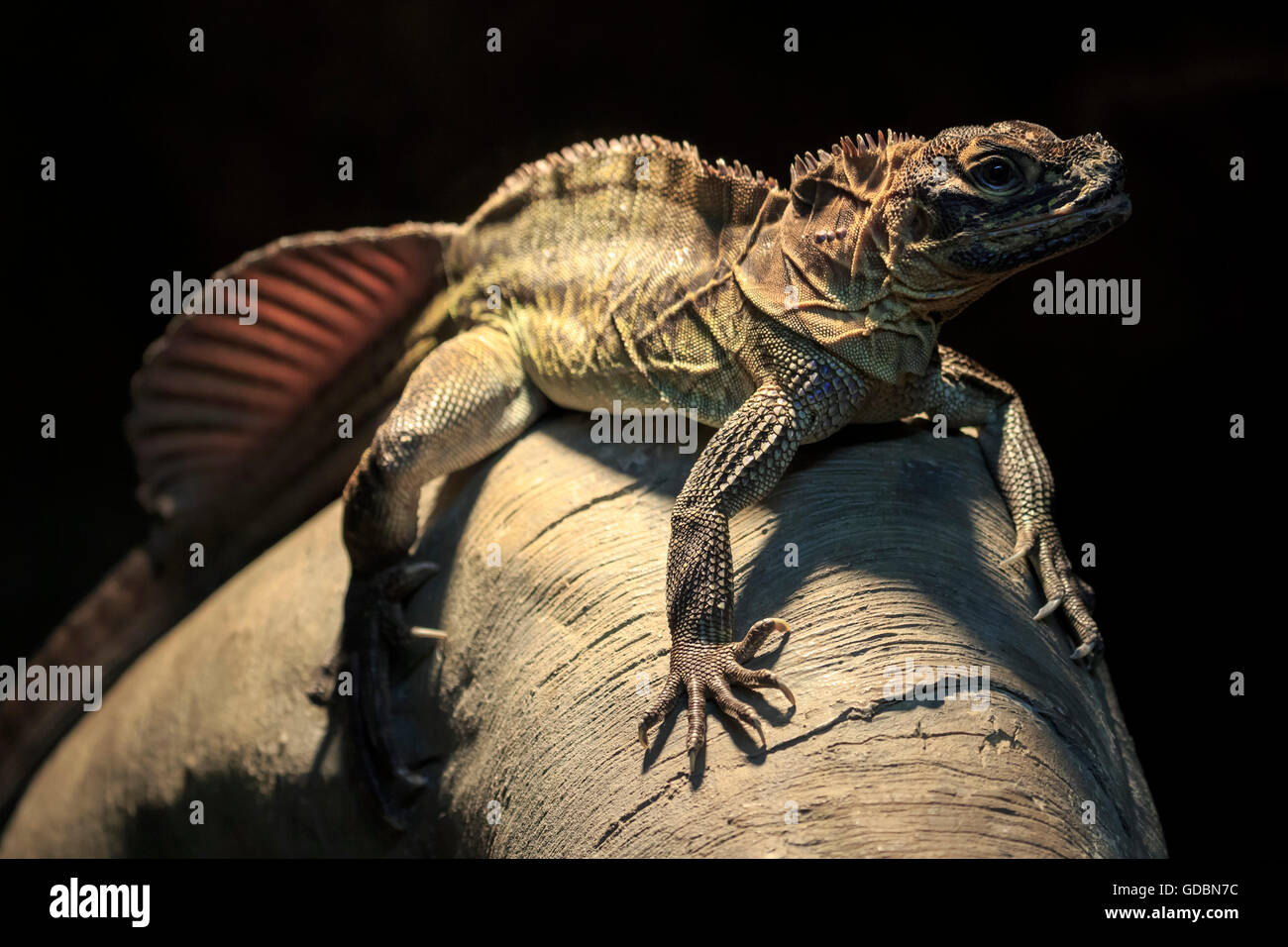 Crested Eidechse, (Hydrosaurus Pustulatus), gefangen Stockfoto